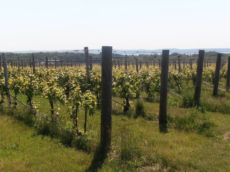 Michigan cherry orchards